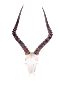 Afrika Impala kafatası