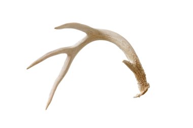 Shed antler clipart