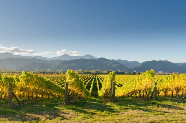 Weinberg bei Sonnenuntergang — Stockfoto