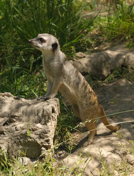 Ayakta meerkat — Stok fotoğraf