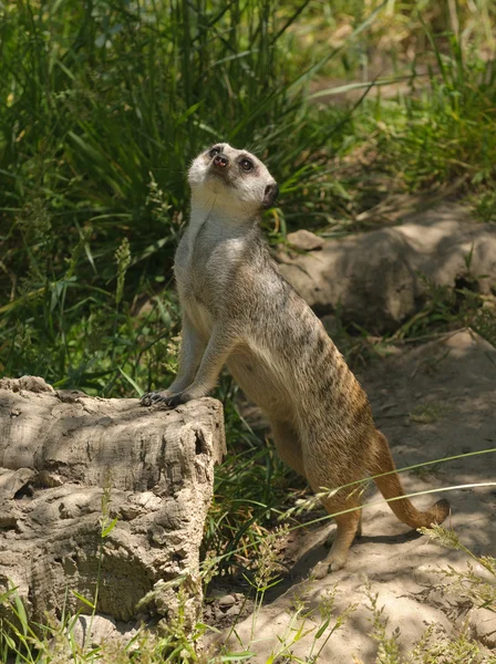 Meerkat — стокове фото