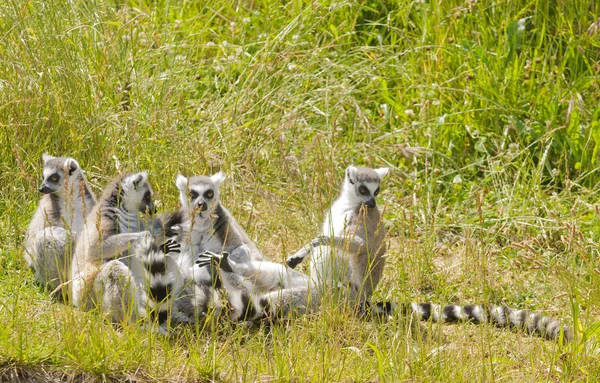 Family of lemurs — Stock Photo, Image
