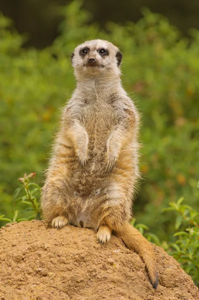 Meerkat lookout for predators — Stock Photo, Image