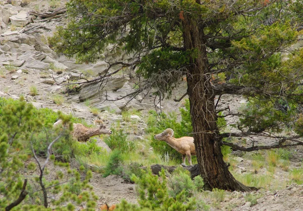 Rocky sheep — Stock Photo, Image