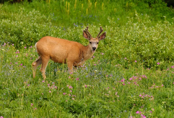 Red deer — Stock Photo, Image