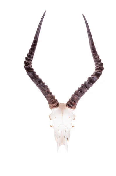 アフリカのインパラの頭蓋骨 — ストック写真