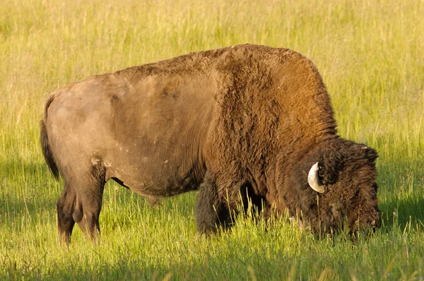 Bison on meadow — Stock Photo, Image