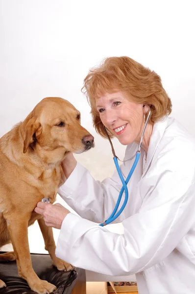 Femme vétérinaire avec labrador — Photo