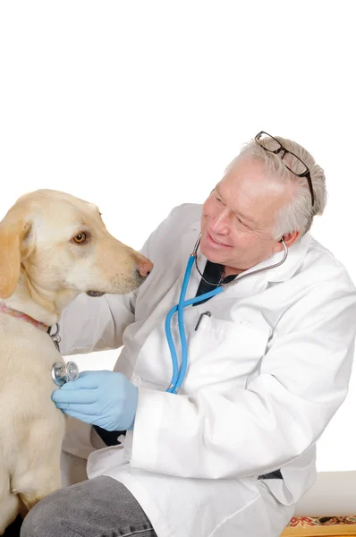 Older female veterinarian — Stock Photo, Image
