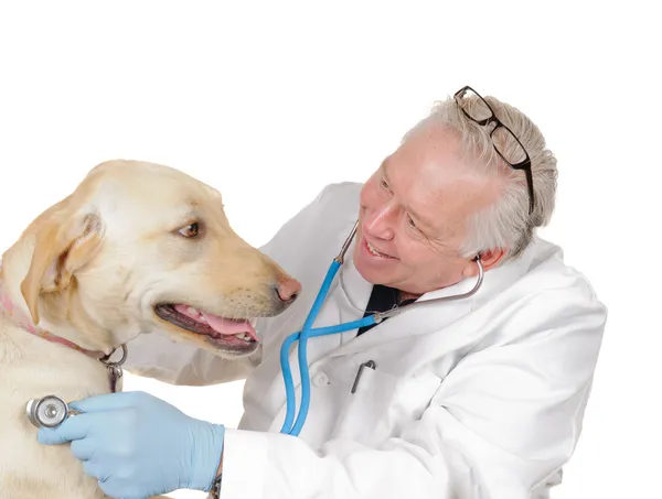 Veterinarian with labrador — Stock Photo, Image