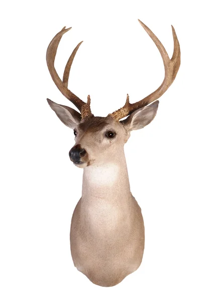 Whitetail head mount — Stock Photo, Image