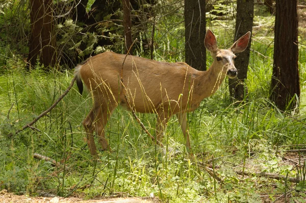 Black-tailed deer — Stock Photo, Image