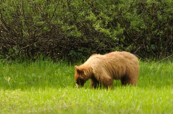 Black bear — Stock Photo, Image