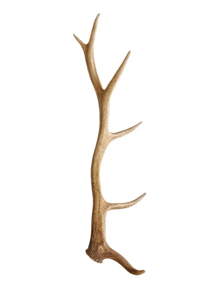 Shed antler — Stock Photo, Image