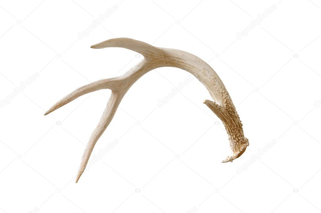 Shed antler