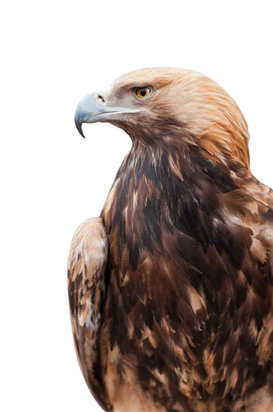 Stolt kaukasiska eagle — Stockfoto