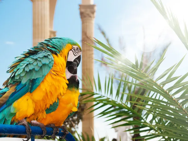 Macaw papegoja — Stockfoto