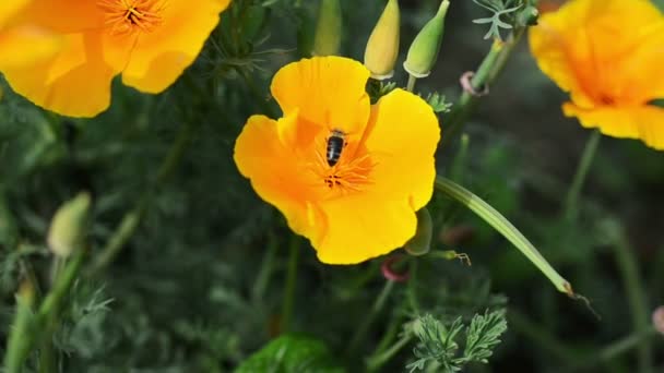 Biet samlar nektar på blommor — Stockvideo