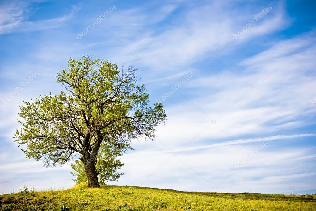 Green nature landscape with a tree