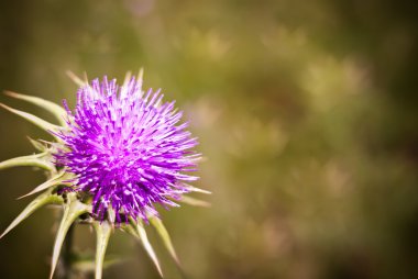 Thistle çiçek