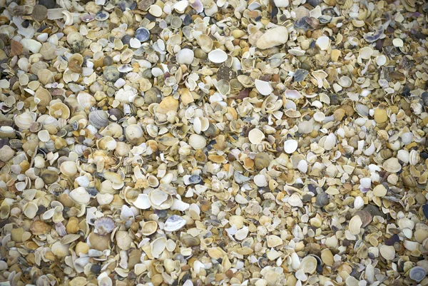 Sea shells on a beach — Stock Photo, Image