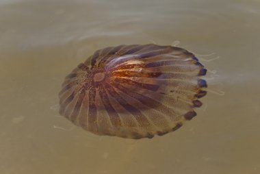 Denizanası (Chrysaora hysoscella) denizde pusula