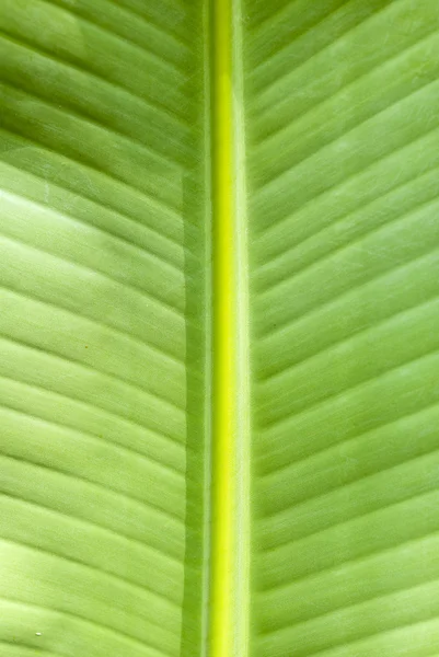 Citra abstrak dari daun palem hijau, latar belakang — Stok Foto
