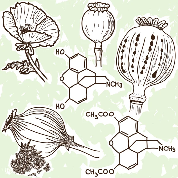 Illustratie van verdovende middelen - papaver en opium — Stockvector