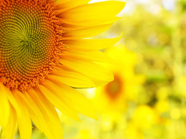 Sonnenblume Detail abstrakten Hintergrund mit Bokeh — Stockfoto