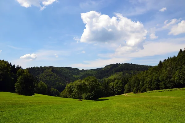 Rural landscape in summer — Stock Photo, Image