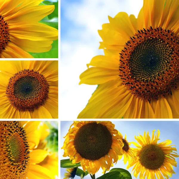 Collage aus Sonnenblumen — Stockfoto