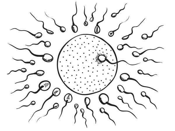 Ilustración de la fertilización — Archivo Imágenes Vectoriales