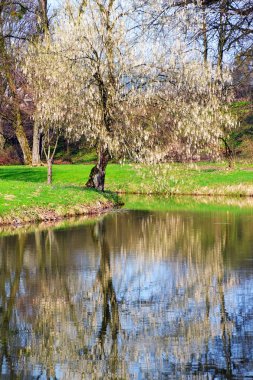 Çiçek açan ağaç