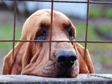 Parmaklıklar ardında üzgün bir köpek