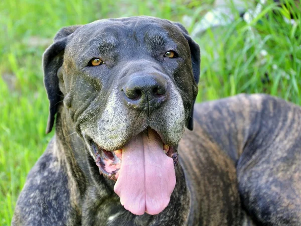 Eski köpek fila brasileiro — Stok fotoğraf