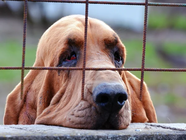 Sad dog behind bars — Stock Photo, Image