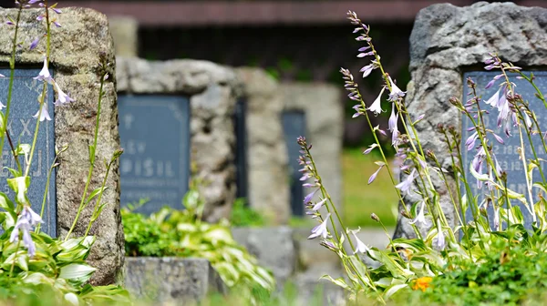 Taş mezar ile kır çiçekleri — Stok fotoğraf
