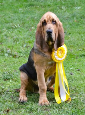 kazanan köpek