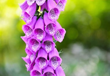 yüksükotu veya digitalis detay