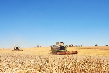 Birkaçı hasat sırasında buğday tarlasının ortasından swath kesiyor..