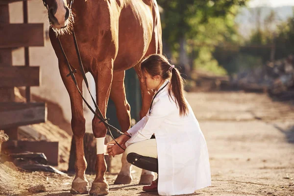 Usando Vendaje Para Curar Pierna Veterinaria Examinando Caballos Aire Libre —  Fotos de Stock