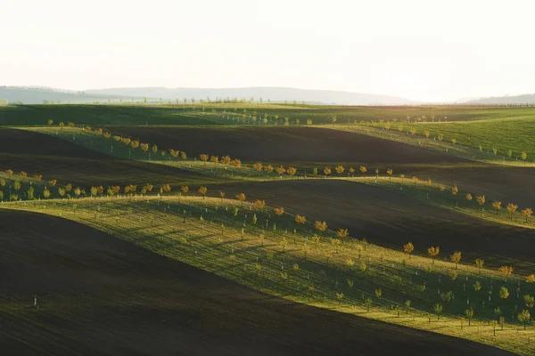 Bela Natureza Linha Árvores Frescas Nos Campos Agrícolas Verdes Durante — Fotografia de Stock