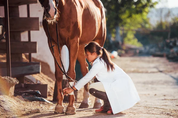 Использовать Бинт Залечить Ногу Ветеринар Осматривает Лошадь Улице Днем Ферме — стоковое фото