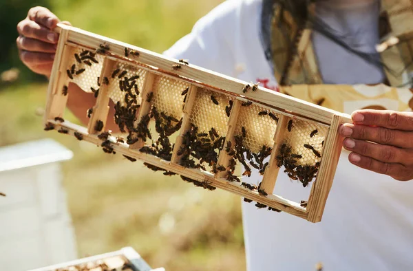 Beekeeper Works Honeycomb Full Bees Outdoors Sunny Day — Stock Photo, Image