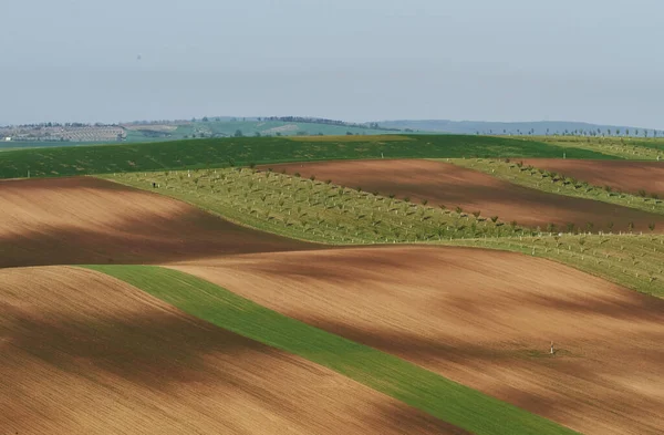 Bela Natureza Linha Árvores Frescas Nos Campos Agrícolas Verdes Durante — Fotografia de Stock