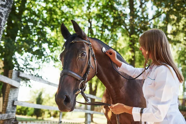 Usando Estetoscopio Veterinaria Examinando Caballos Aire Libre Granja Durante Día —  Fotos de Stock