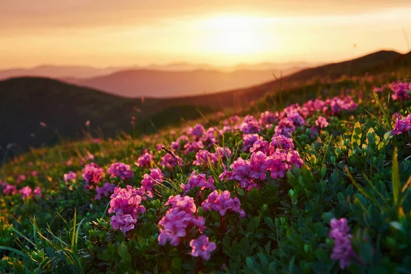 Scenic Hills Majestic Carpathian Mountains Beautiful Landscape Breathtaking View — Stock Photo, Image