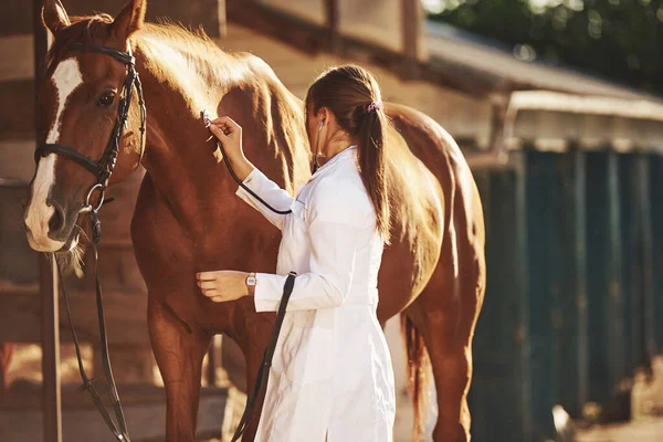 Usando Estetoscópio Veterinário Fêmea Examinando Cavalo Livre Fazenda Durante Dia — Fotografia de Stock