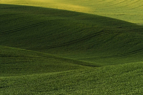 Bellissimo Prato Campi Agricoli Verdi Della Moravia Durante Giorno Bel — Foto Stock