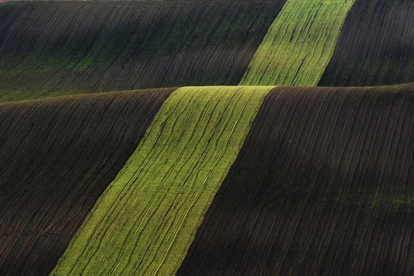 Linha Árvores Frescas Nos Campos Agrícolas Verdes Durante Dia — Fotografia de Stock